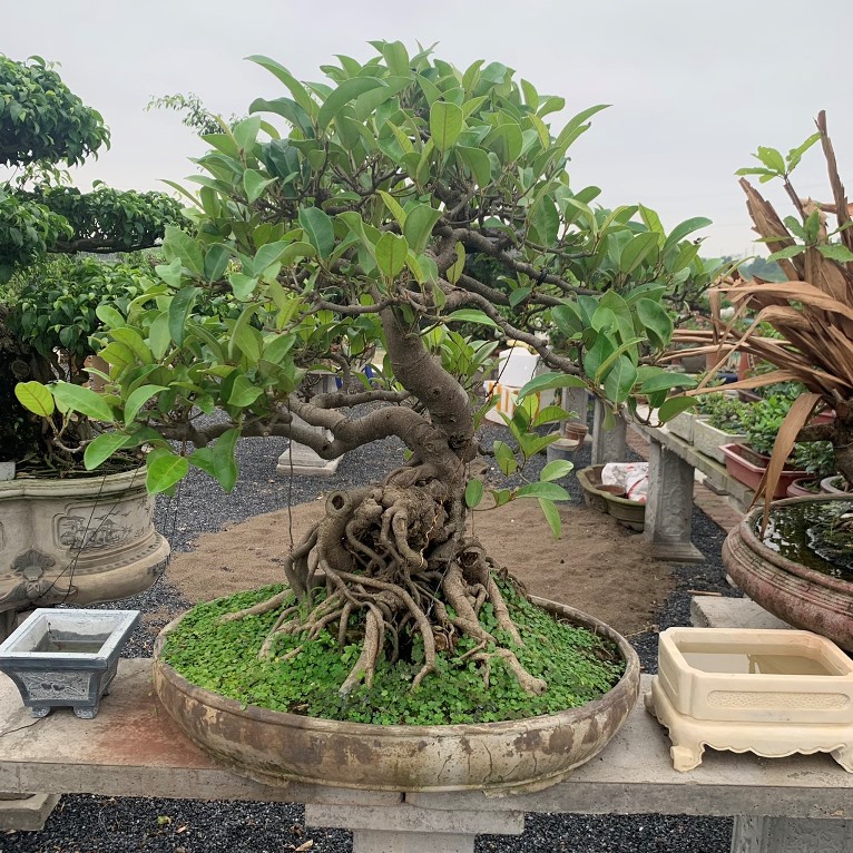 Chậu Cây Đa Lông Búp Đỏ Cực Già Lâu Năm Trên Chậu Dáng Nghệ Thuật Làm Kỹ (HT03) - Bonsai Hà Nội