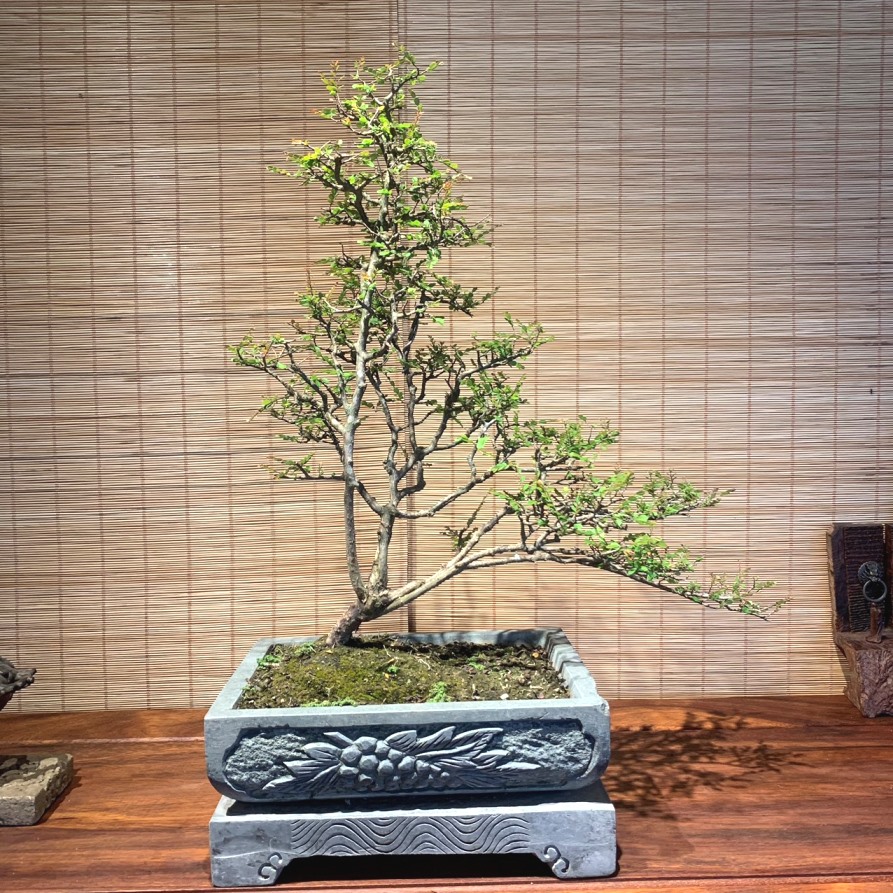 Cây sung bonsai: Ý nghĩa, hình ảnh, cách trồng, chăm sóc tại nhà